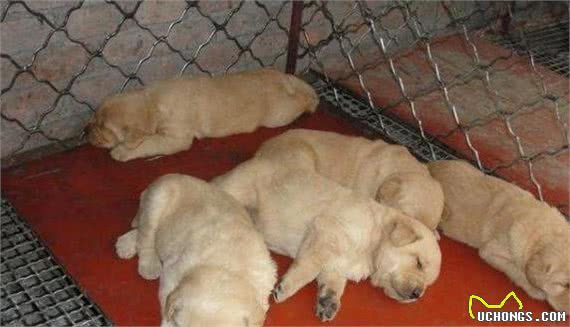 买狗一定得长心眼，这5种幼犬，白送也不能要