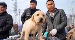 买狗一定得长心眼，这5种幼犬，白送也不能要
