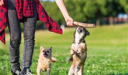 常常吠叫的狗狗，它们到底在叫什么？原因这五点