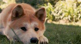 秋田犬篇：挑选秋田犬你必须知道的常识