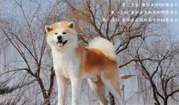 饲养秋田犬，新手需要注意什么