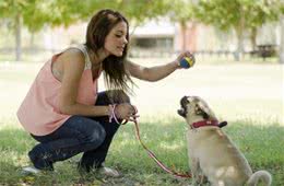 狗一生超过百分之八十的学习是亲身经验，训导应正加强结合负加强