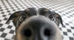 你摸过狗狗湿湿的鼻子吗？要是这个鼻子变得干燥，那是因为什么？