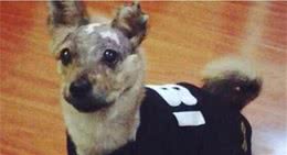 太可怜，狗狗做了一件坏事，被主人这样残忍处罚！