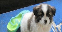 怎样训练蝴蝶犬和注意事项
