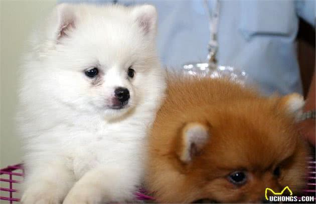 世界名犬—博美犬（Pomeranian）