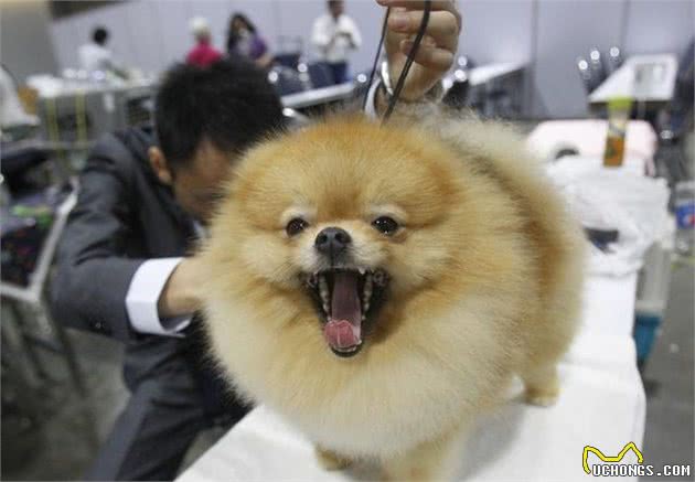 世界名犬—博美犬（Pomeranian）