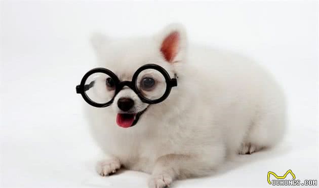 世界名犬—博美犬（Pomeranian）