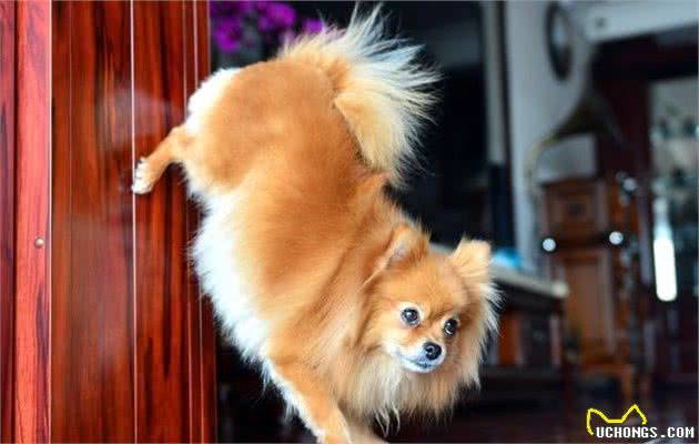 世界名犬—博美犬（Pomeranian）