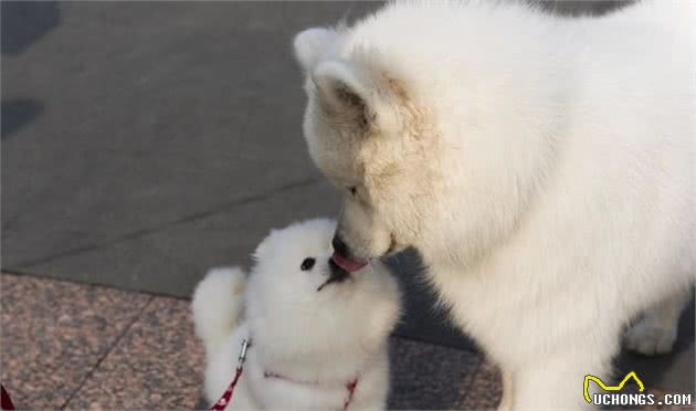 世界名犬—博美犬（Pomeranian）
