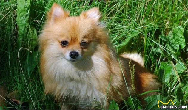 世界名犬—博美犬（Pomeranian）