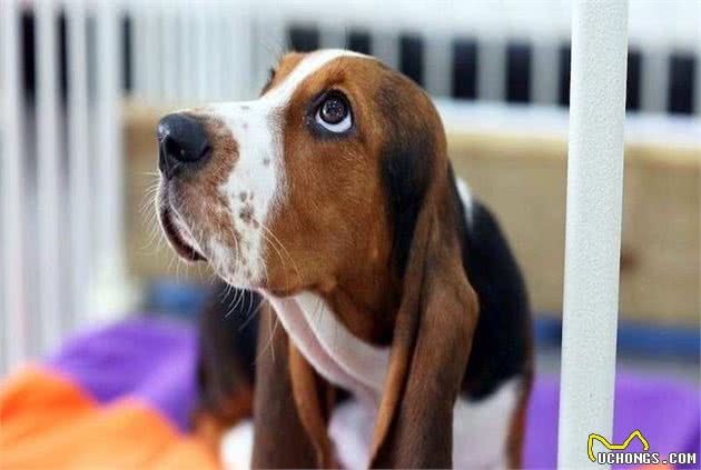 巴吉度犬的运动管理别忽视，这些日常饲养你知道吗？快进来看看