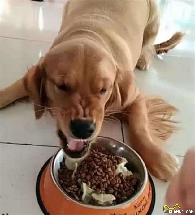 犬护食怎么办？如没有进行矫正，主人很有可能受到伤害