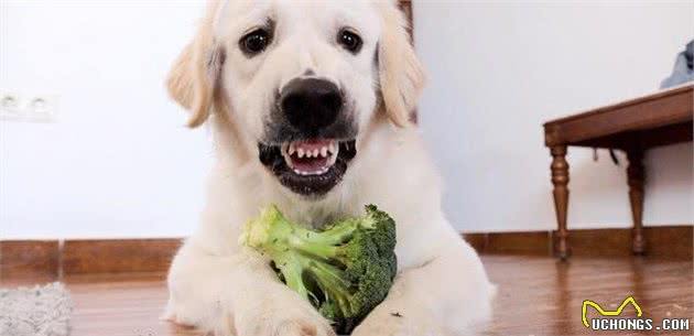 犬护食怎么办？如没有进行矫正，主人很有可能受到伤害