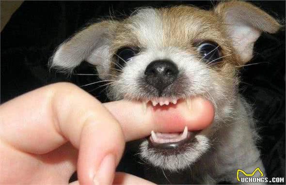 犬护食怎么办？如没有进行矫正，主人很有可能受到伤害