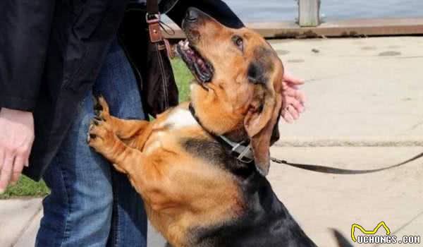 犬护食怎么办？如没有进行矫正，主人很有可能受到伤害