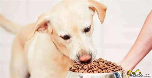 犬护食怎么办？如没有进行矫正，主人很有可能受到伤害