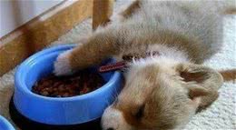 犬护食怎么办？如没有进行矫正，主人很有可能受到伤害
