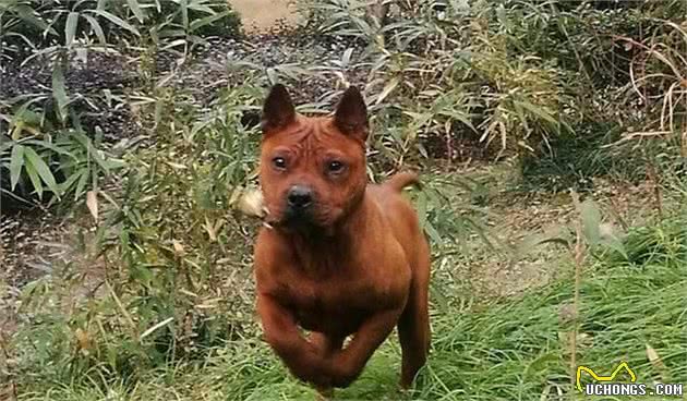 中华四大猎犬，有的排名世界前三，有的价值上万！