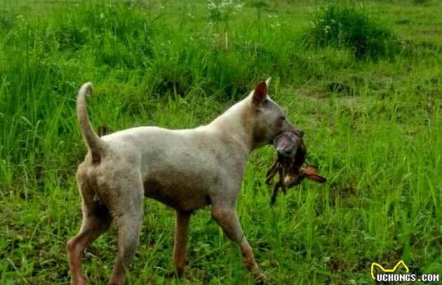 中华四大猎犬，有的排名世界前三，有的价值上万！