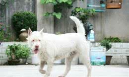 中华四大猎犬，有的排名世界前三，有的价值上万！