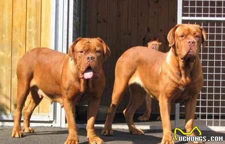 世界十大最凶悍的猛犬