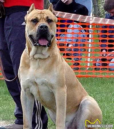 世界十大最凶悍的猛犬
