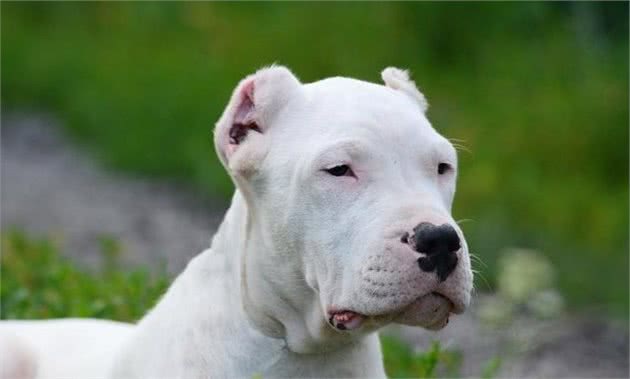 杜高幼犬怎么养，杜高犬饲养攻略