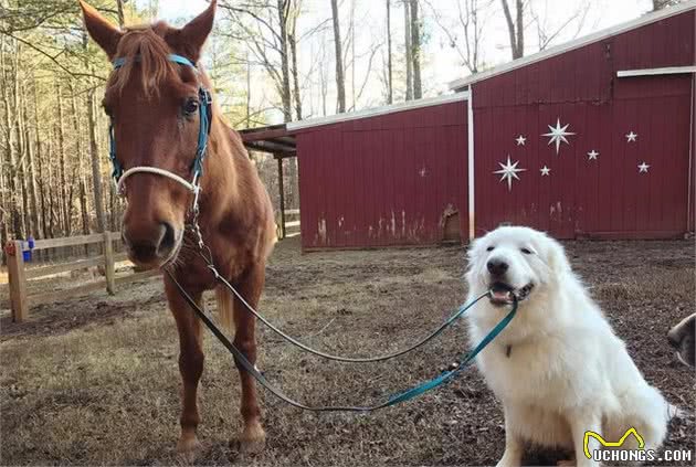 大白熊犬人见人爱是理所应当的，个个都是温顺暖心好脾气的天使