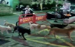 狗狗版“古惑仔”，20多条狗狗街头打架，打不过还会叫兄弟帮忙