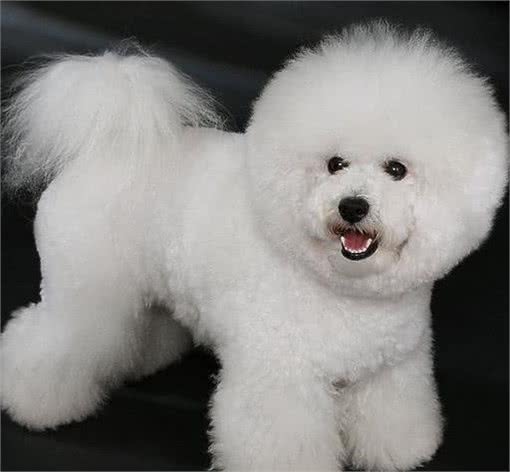 泰迪和比熊犬外形和性格存在哪些不同，哪一个更适合家养
