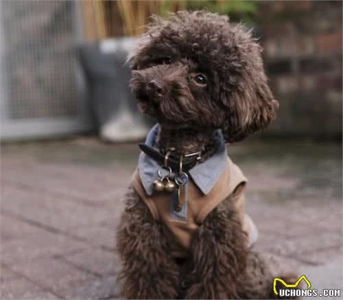 泰迪和比熊犬外形和性格存在哪些不同，哪一个更适合家养