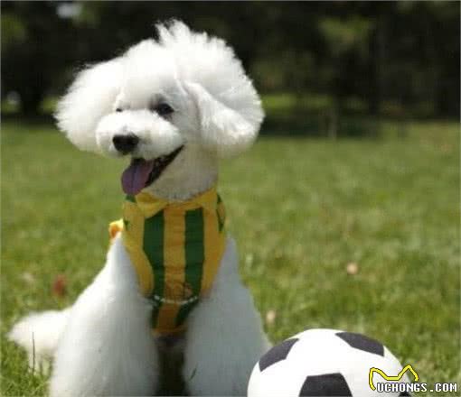 泰迪和比熊犬外形和性格存在哪些不同，哪一个更适合家养