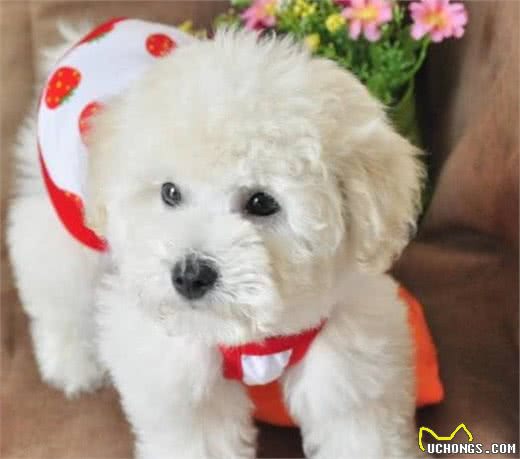泰迪和比熊犬外形和性格存在哪些不同，哪一个更适合家养