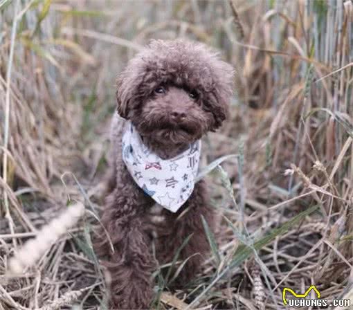 泰迪和比熊犬外形和性格存在哪些不同，哪一个更适合家养