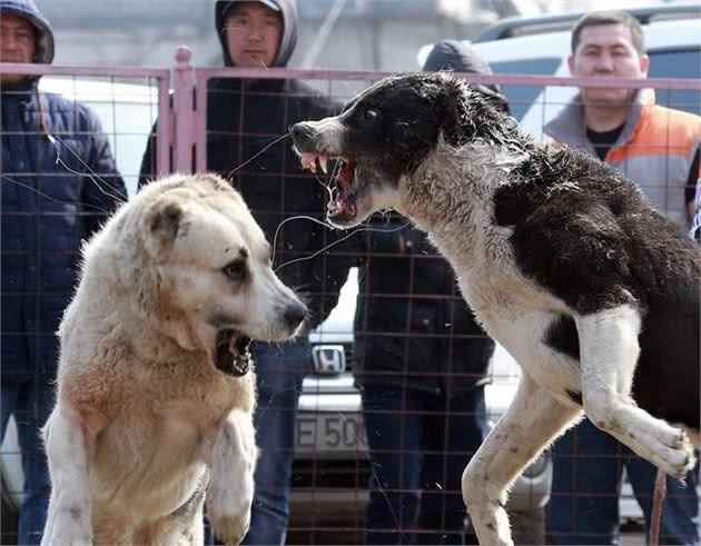 这5种犬，被称为猛犬中的金刚兽，其中一种把狼当玩具
