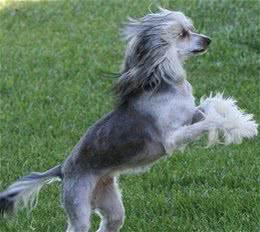 冠毛犬掉毛吗每天给狗梳毛
