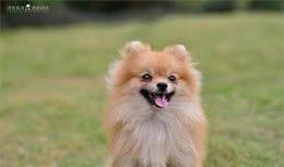 选购博美犬的3点基本常识