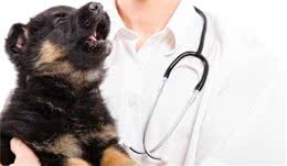 宠物医生：犬传染性肝炎俗称“蓝眼病”，我们应当如何治疗和预防