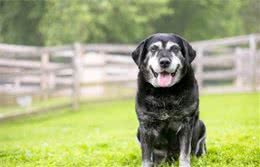 为什么劝你领养一只年老的狗狗？这八个理由，证明它们也十分优秀