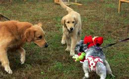 目前流行的10种宠物犬，你的爱犬也在里面吗？