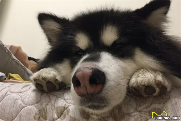 最调皮的犬的品种排名榜哈士奇公认第一！不接受反驳