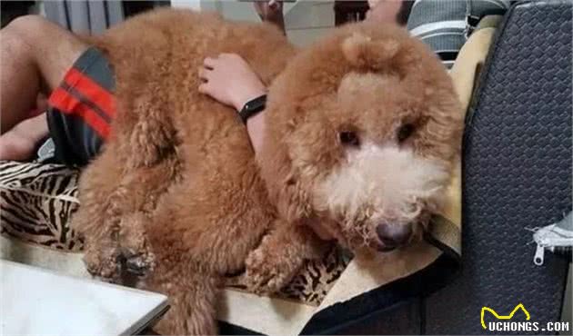 萌宠的小狗子长大后，会是什么样子呢？