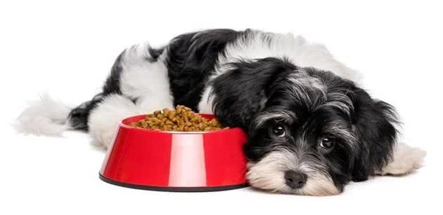 狗狗呕吐是正常状态？也许狗狗正在忍耐胃炎的痛苦