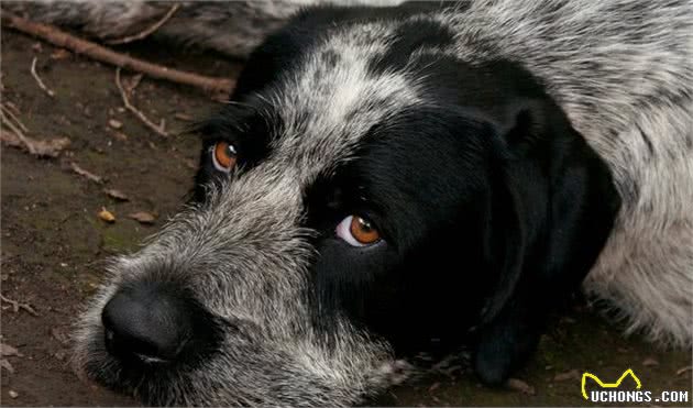 狗狗呕吐是正常状态？也许狗狗正在忍耐胃炎的痛苦