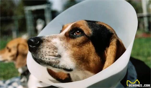 狗狗呕吐是正常状态？也许狗狗正在忍耐胃炎的痛苦