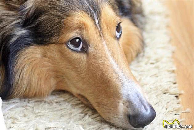 狗狗呕吐是正常状态？也许狗狗正在忍耐胃炎的痛苦