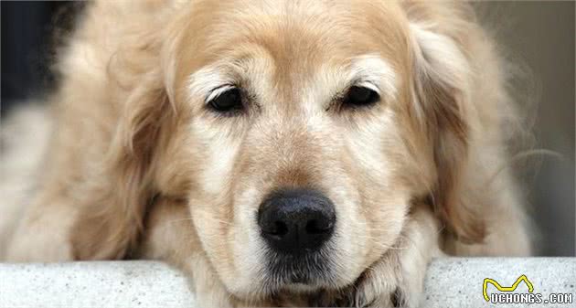 狗狗呕吐是正常状态？也许狗狗正在忍耐胃炎的痛苦