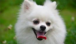 犬行为语言解读，让你更了解它们