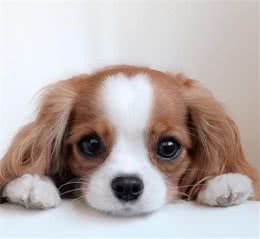 一眼就爱上！童话里走出来的小奶狗—骑士查理王小猎犬